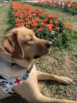 Un cane guida labrador retriever steso al sole in un campo di tulipani rossi.